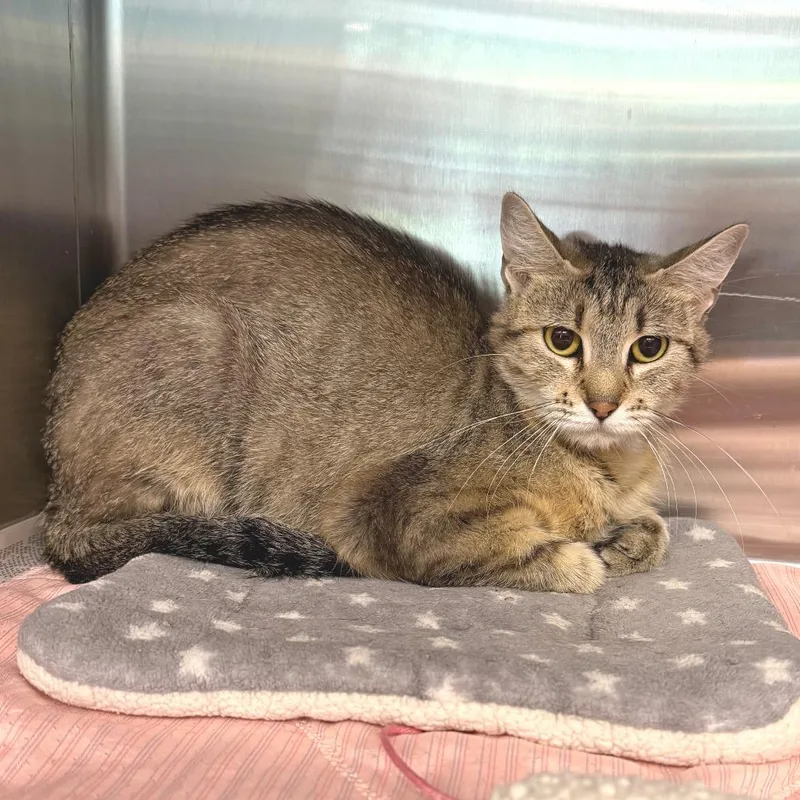 An adult medium-sized female Domestic Short Hair cat named Chatty Cathy for adoption in Belleville, IL
