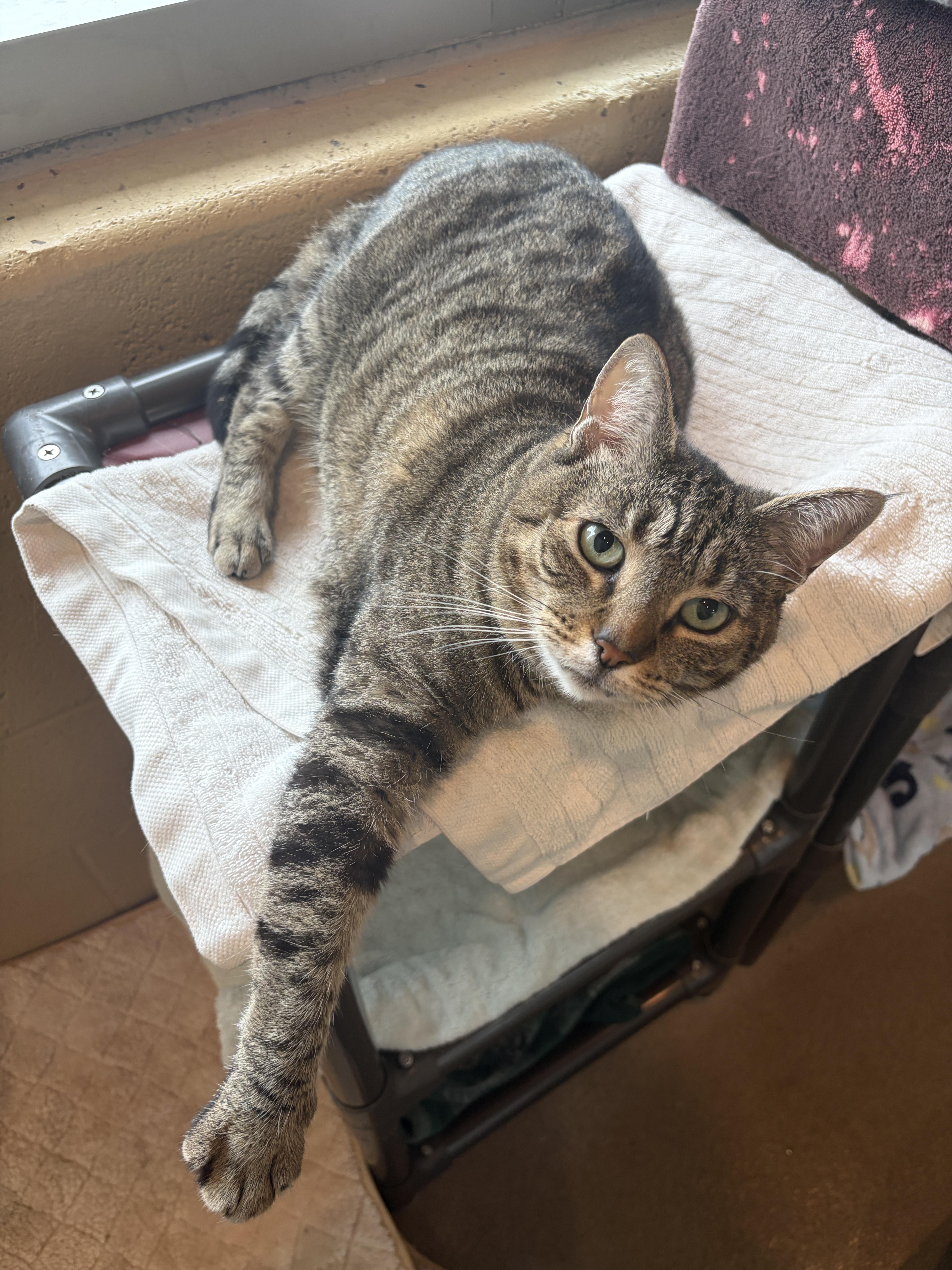 An adult medium-sized female Tabby (Brown / Chocolate) Domestic Short Hair cat named Laverne for adoption in Winchester, VA