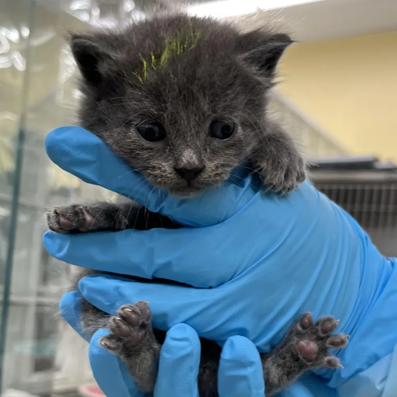 A baby small-sized male Gray / Blue / Silver Domestic Short Hair cat named Toulouse  Yellow for adoption in West Palm Beach, FL