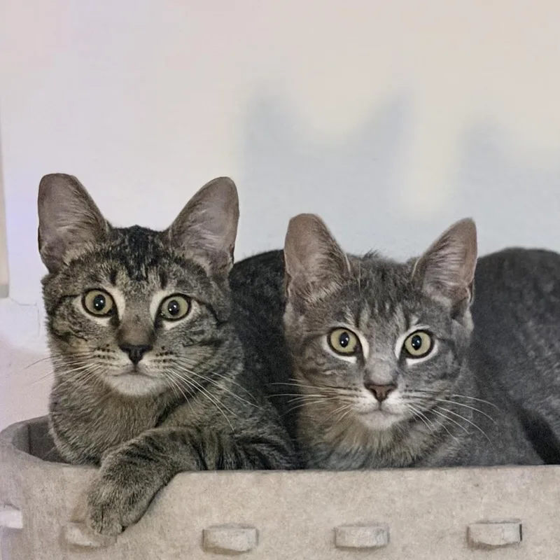 A young small-sized male Brown / Chocolate Domestic Short Hair cat named Benny for adoption in Los Angeles, CA