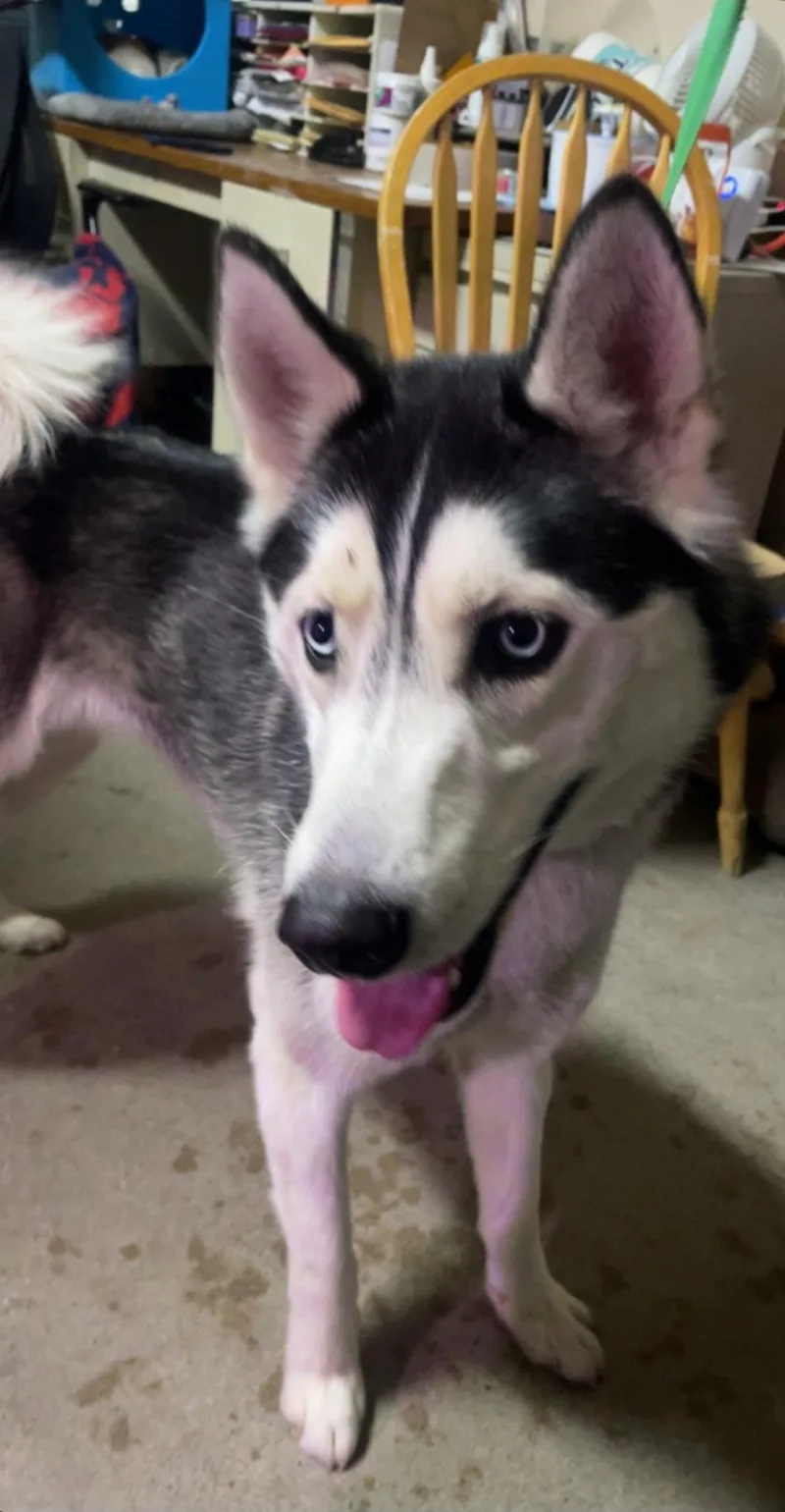 An adult medium-sized male Husky dog named Zeus for adoption in Billings, MT
