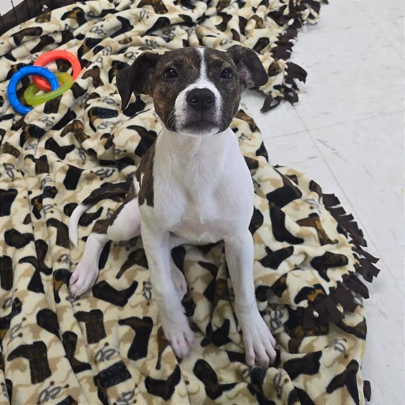 A baby small-sized female Brown / Chocolate Hound dog named Fizzy for adoption in Milan, IL