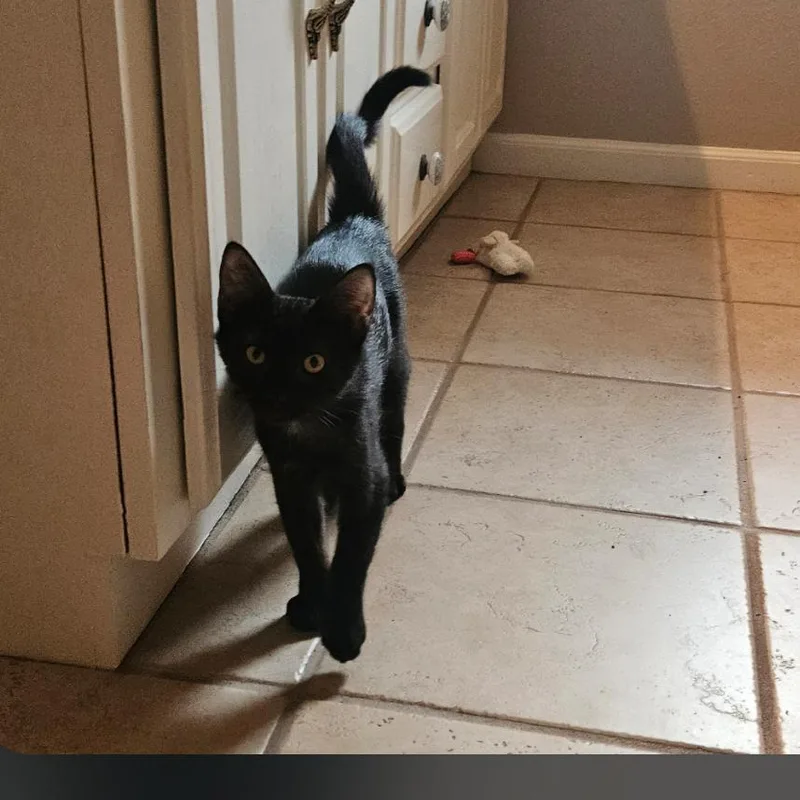 A young small-sized female Domestic Short Hair cat named Ivy for adoption in Osawatomie, KS