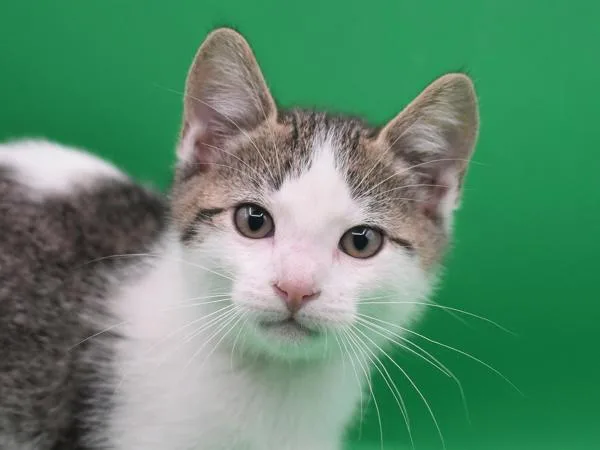A baby small-sized male Domestic Short Hair cat named Sudie for adoption in Portland, OR