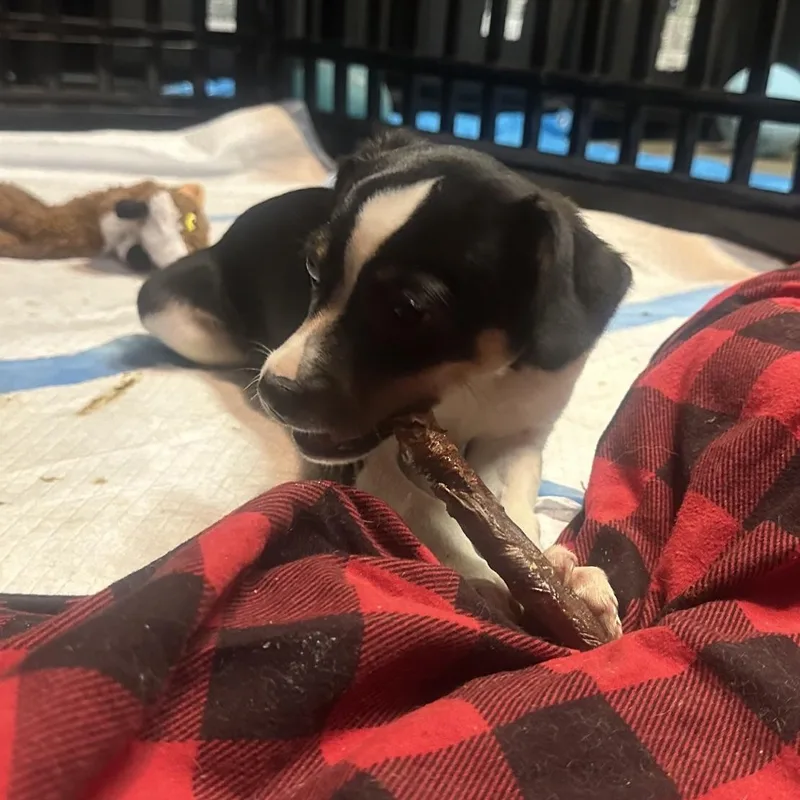 A baby small-sized male Chihuahua dog named Luca for adoption in Richmond, VA
