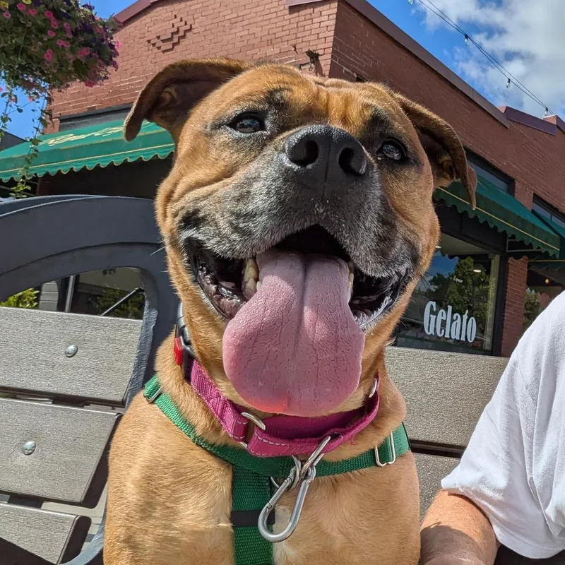 An adult medium-sized male Yellow / Tan / Blond / Fawn Mixed Breed dog named Bandit for adoption in Fairport, NY