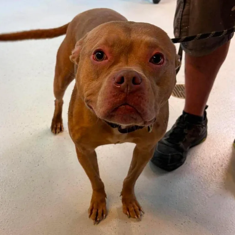 An adult medium-sized female Red / Chestnut / Orange Mixed Breed dog named Florentina Stray Hold for adoption in Huntington, WV