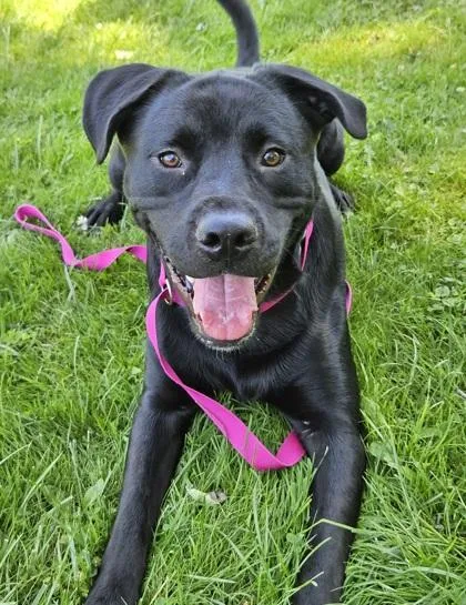 A young large-sized male Black Labrador Retriever dog named Karl Barks for adoption in Ithaca, NY