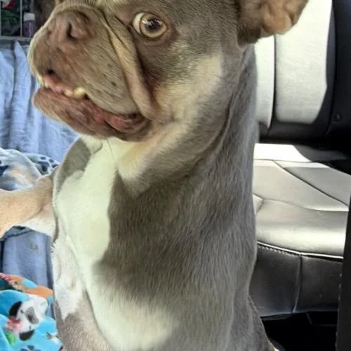 A baby small-sized female Yellow / Tan / Blond / Fawn French Bulldog dog named Roxy for adoption in Plantation, FL