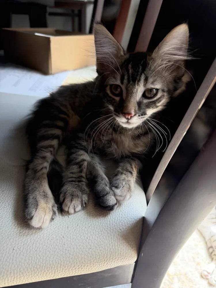 A baby small-sized female Domestic Long Hair cat named Vienna for adoption in Dallas, TX