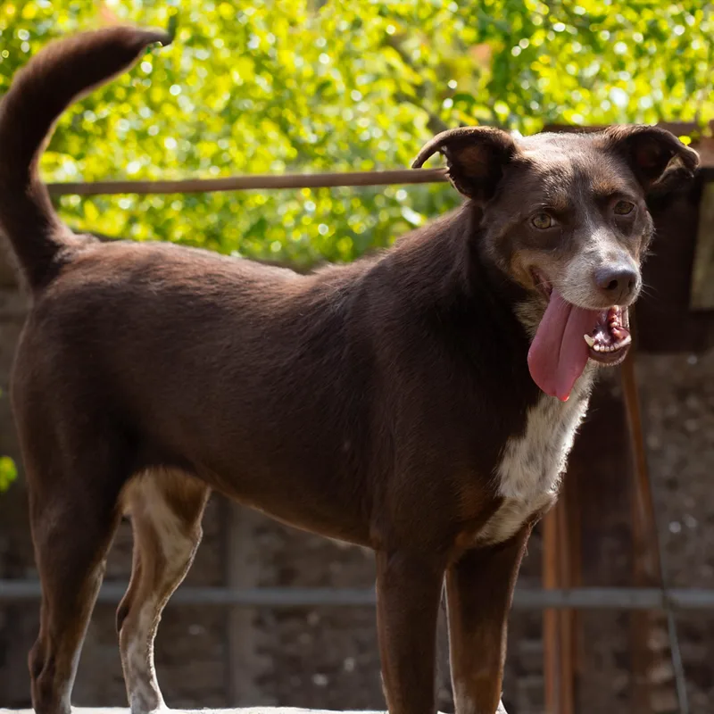 A young medium-sized female Brown / Chocolate Border Collie dog named Elizabeth for adoption in Athens, AL