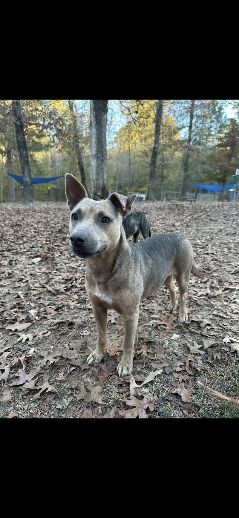 A young medium-sized female Staffordshire Bull Terrier dog named Xena for adoption in Ruston, LA