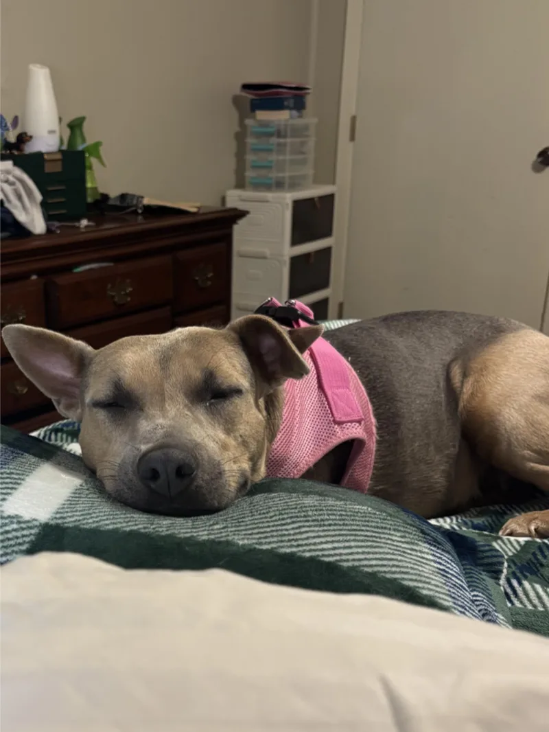 Xena thumbnail 4