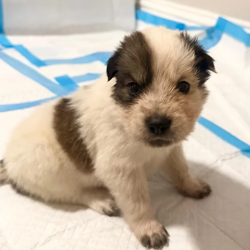 A baby small-sized female White / Cream Border Collie dog named Sierra Six for adoption in Austin, TX