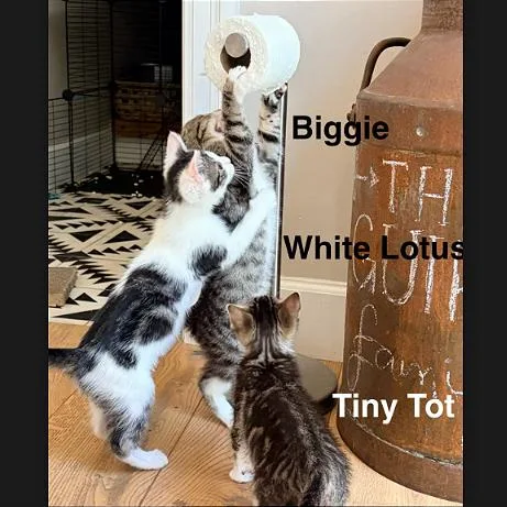 A baby small-sized female Brown / Chocolate Domestic Short Hair cat named Tiny Tot for adoption in Pleasant Hill, CA