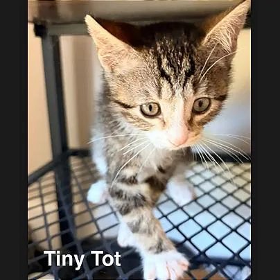 Tiny Tot thumbnail 2