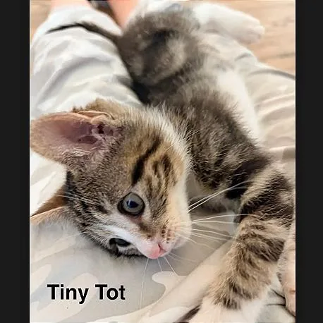Tiny Tot thumbnail 3