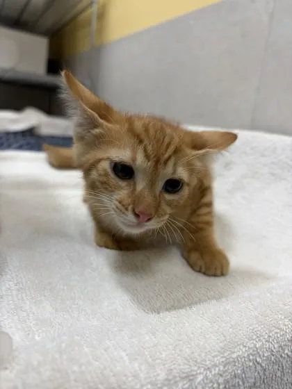 A baby small-sized male Domestic Short Hair cat named Bo Duke for adoption in Honolulu, HI