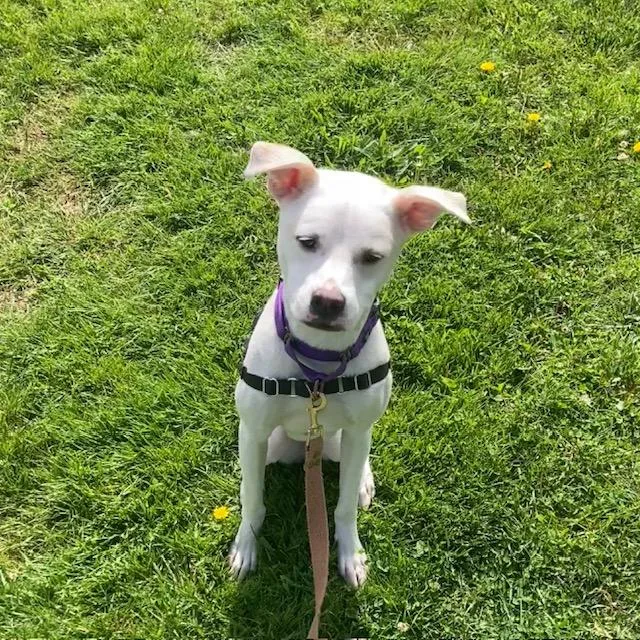 A young medium-sized female Pit Bull Terrier dog named Lilac for adoption in Methuen, MA