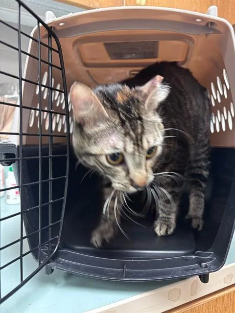 A young small-sized female Domestic Short Hair cat named Pepper for adoption in Oklahoma City, OK
