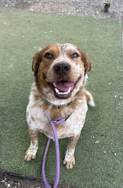 An adult large-sized male Australian Cattle Dog / Blue Heeler dog named Doodle for adoption in Phoenix, AZ