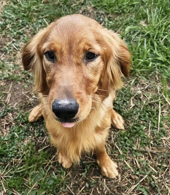 A young medium-sized female Golden Mixed Breed dog named Charzard for adoption in Nashville, TN