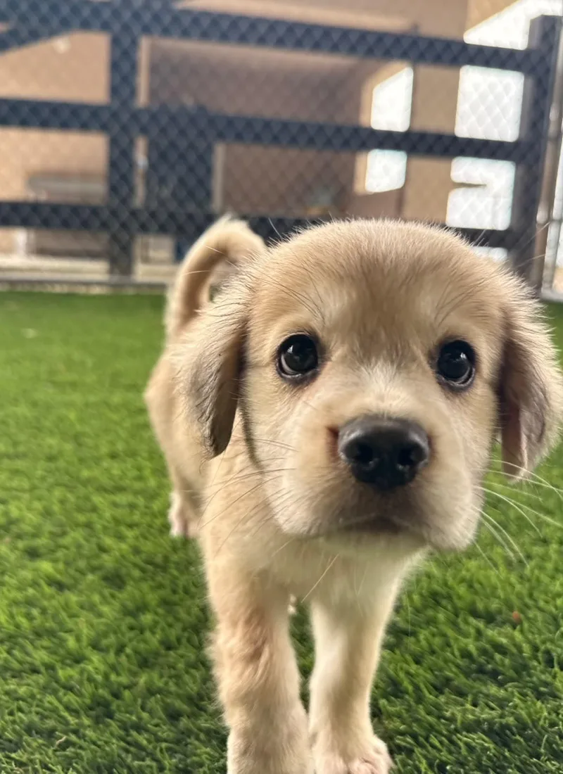 A baby medium-sized male Mixed Breed dog named Bellingham for adoption in Brooklyn, NY