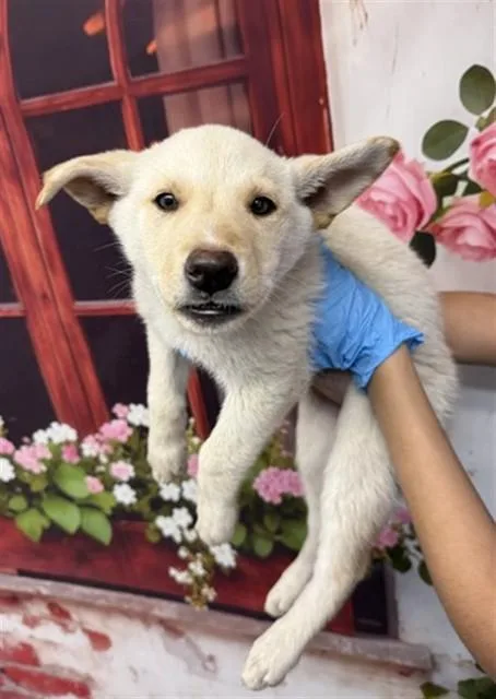 A baby small-sized female German Shepherd Dog dog named Tater Tot for adoption in San Bernardino, CA