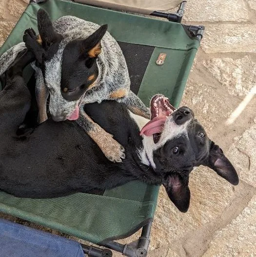 Penelope thumbnail 3