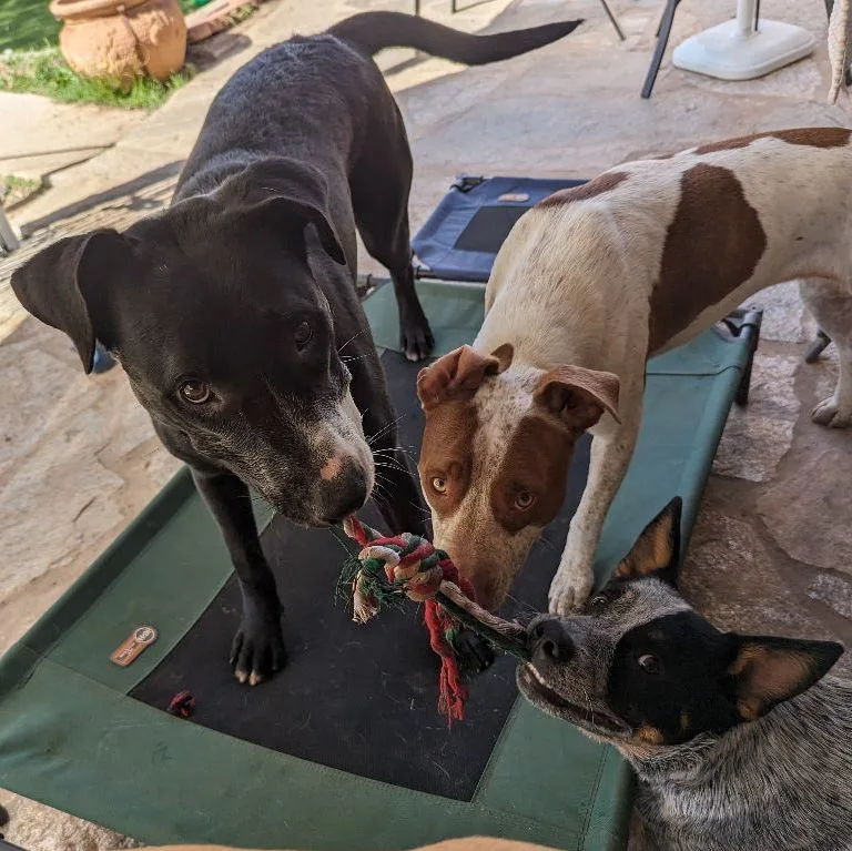 Penelope thumbnail 4