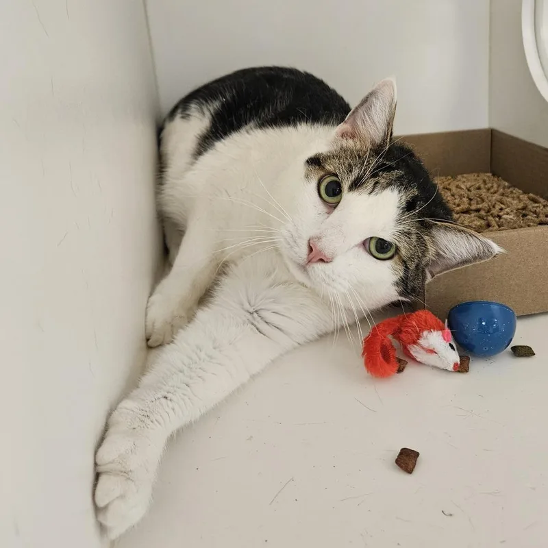An adult large-sized male Black Domestic Short Hair cat named Tobeans for adoption in Philadelphia, PA