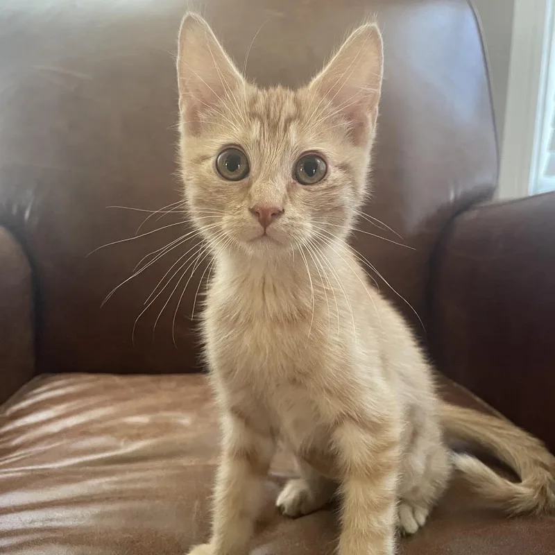 Marmalade