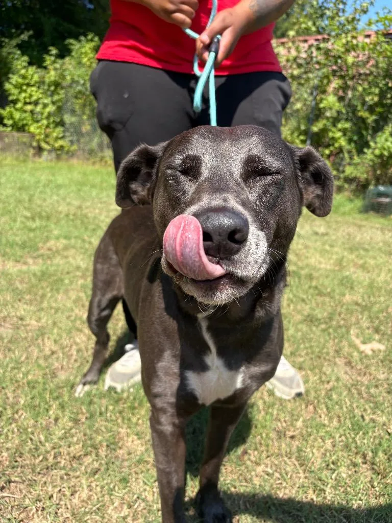 A senior large-sized female Gray / Blue / Silver Mixed Breed dog named Boo for adoption in Winnsboro, SC