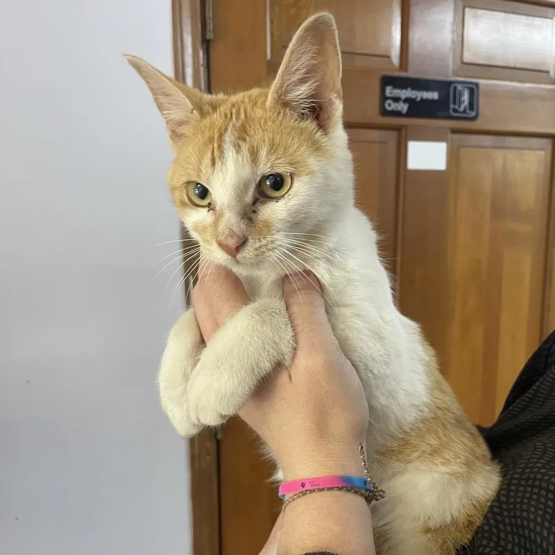 A young small-sized male Domestic Short Hair cat named Jordan for adoption in Corbin, KY