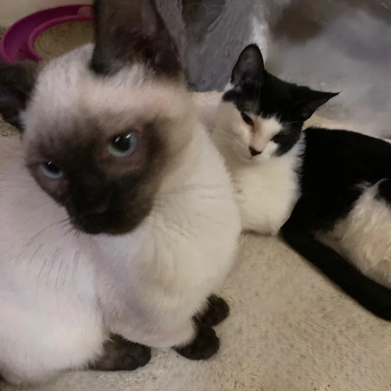 A baby medium-sized male Seal Point Siamese cat named Yuri  Super Cute for adoption in Hoquiam, WA