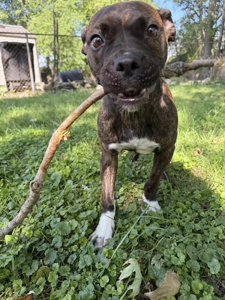 A baby medium-sized female Boxer dog named Willow for adoption in Plymouth, MI