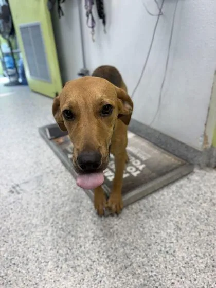 A baby medium-sized female Hound dog named Carolina for adoption in Daytona Beach, FL