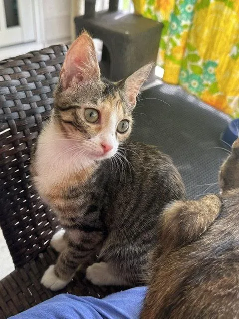 A young medium-sized female Domestic Short Hair cat named June for adoption in Ocean Pines, MD