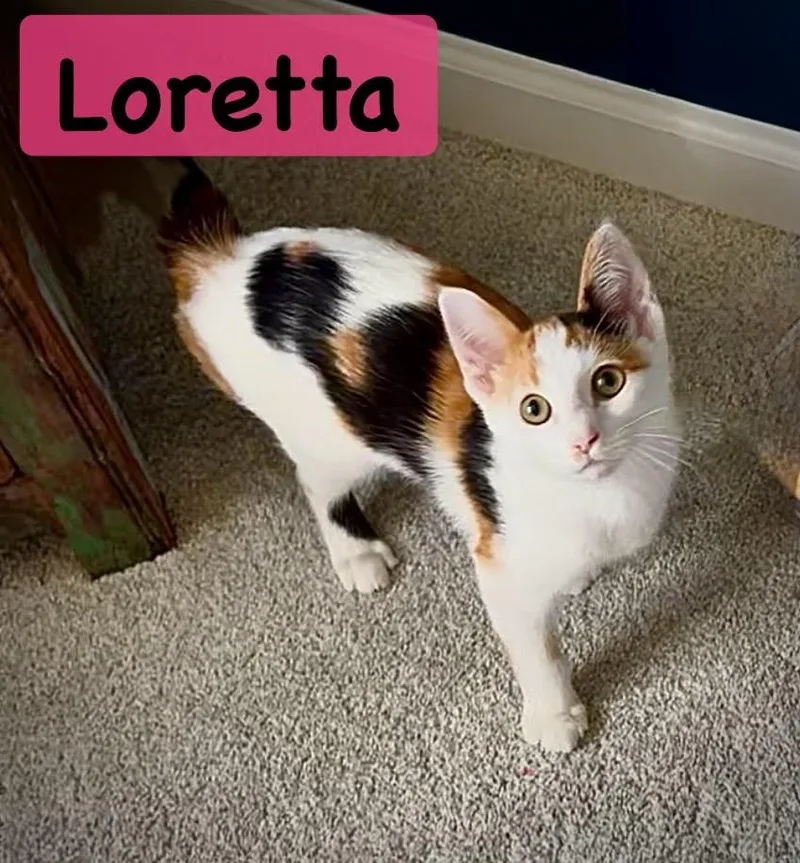 A baby medium-sized female Calico Domestic Short Hair cat named The L Crew for adoption in BUTLER, PA