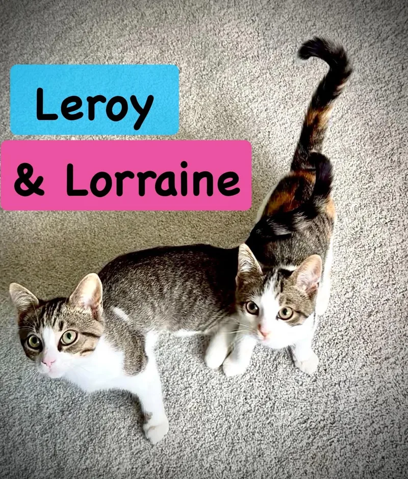 The L Crew  thumbnail 2