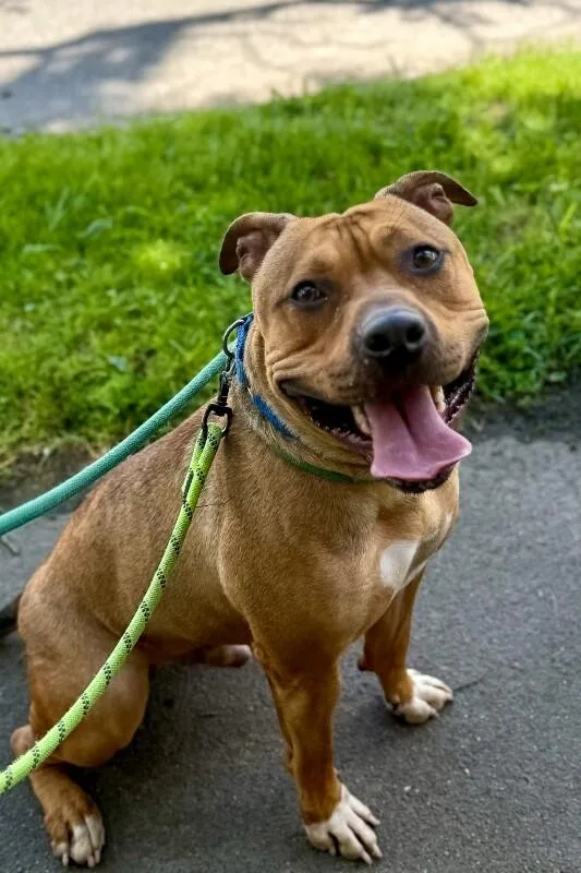 An adult large-sized male Mixed Breed dog named Edward Cullen for adoption in Miamitown, OH