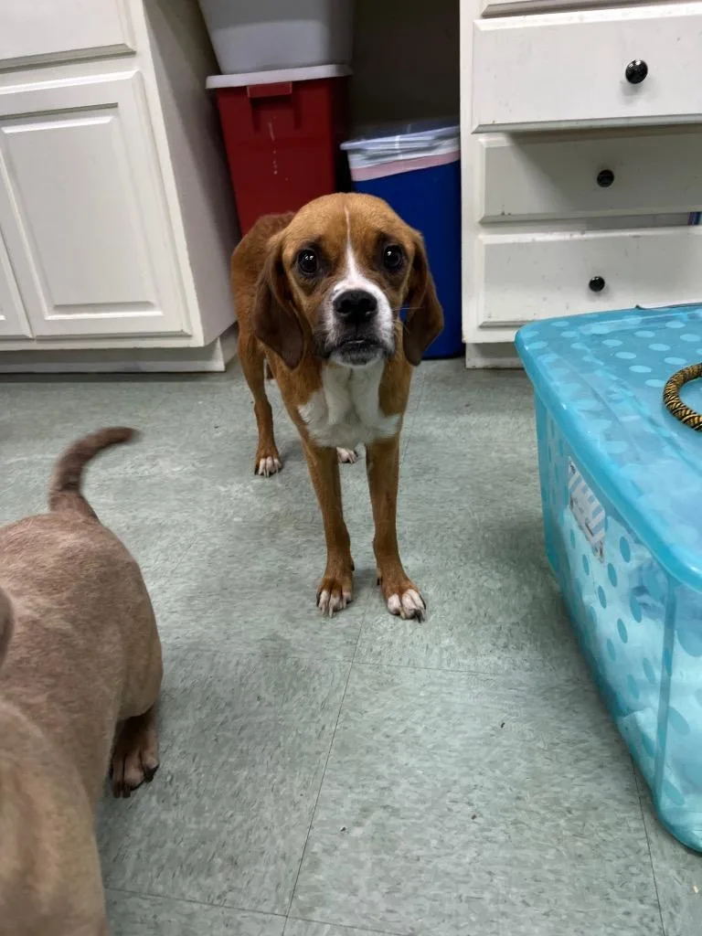 An adult medium-sized female Mixed Breed dog named Tater for adoption in Danielsville, GA
