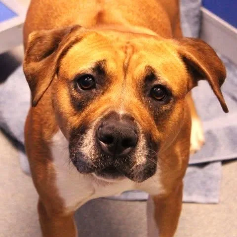 An adult medium-sized female Red / Chestnut / Orange Pit Bull Terrier dog named Sassy for adoption in Fredericksburg, VA