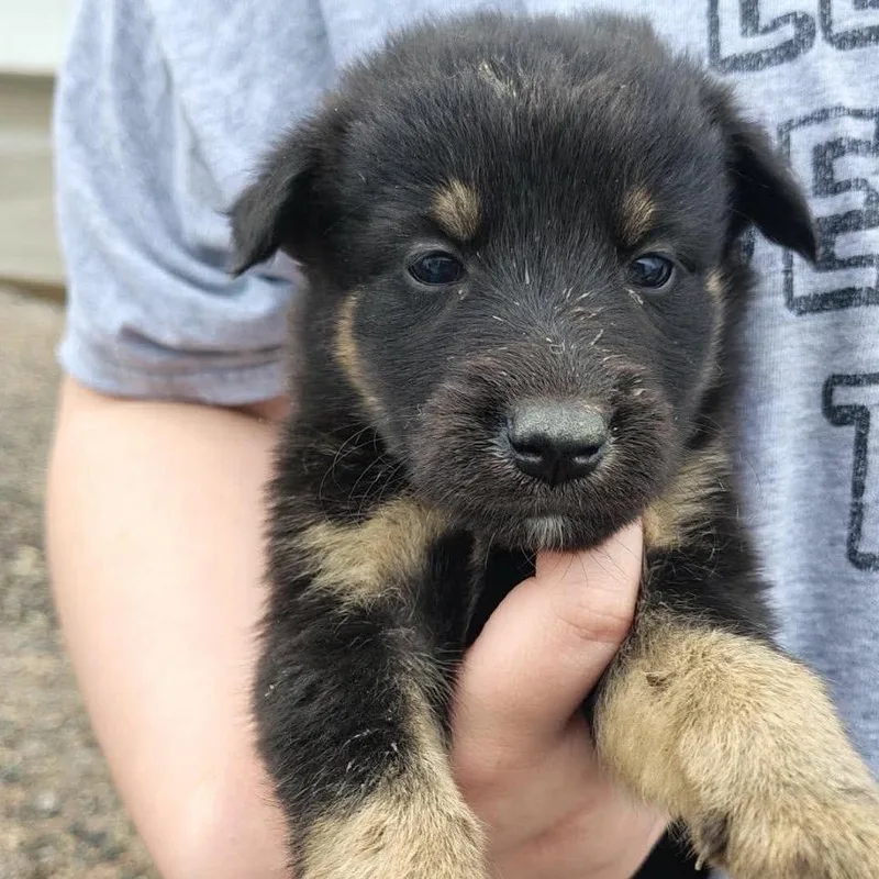 A baby small-sized male Black Mixed Breed dog named Fridge for adoption in Buffalo, MN