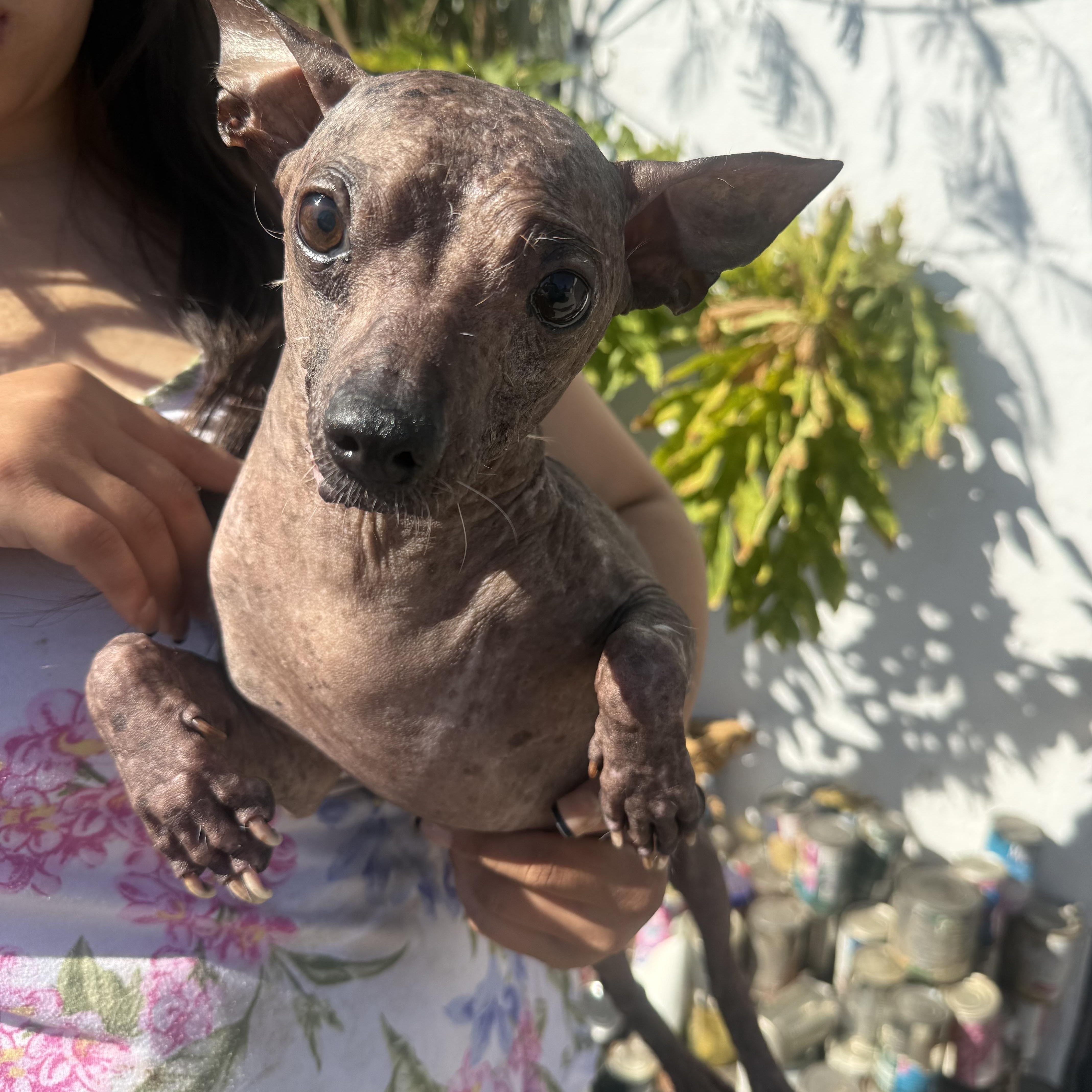 An adult small-sized male Xoloitzcuintli / Mexican Hairless dog named Doody for adoption in Corona, CA