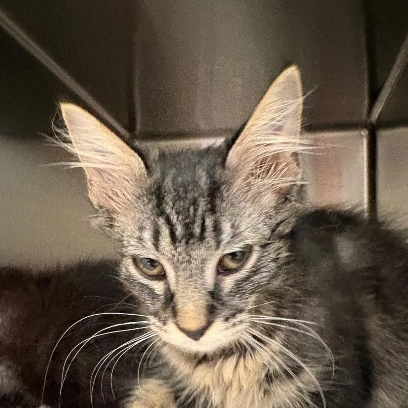 A baby small-sized female Brown / Chocolate Domestic Medium Hair cat named Sol for adoption in Kennebunk, ME