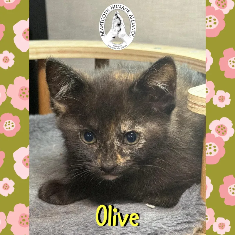 Olive thumbnail 3