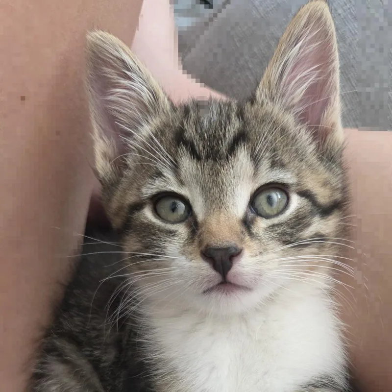 A baby small-sized male Domestic Short Hair cat named Jasper for adoption in York, PA