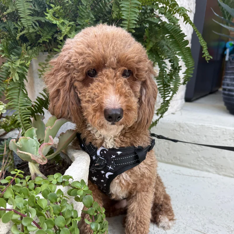 An adult small-sized male Goldendoodle dog named Fibian for adoption in Brooklyn, NY