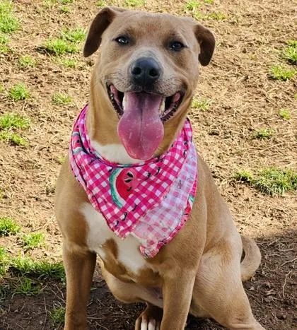 An adult medium-sized female Pit Bull Terrier dog named Sandy $ for adoption in Seneca, SC